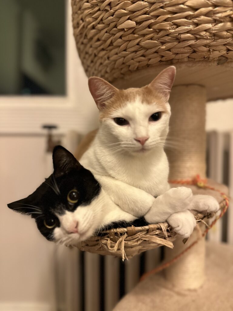 08 cats 768x1024